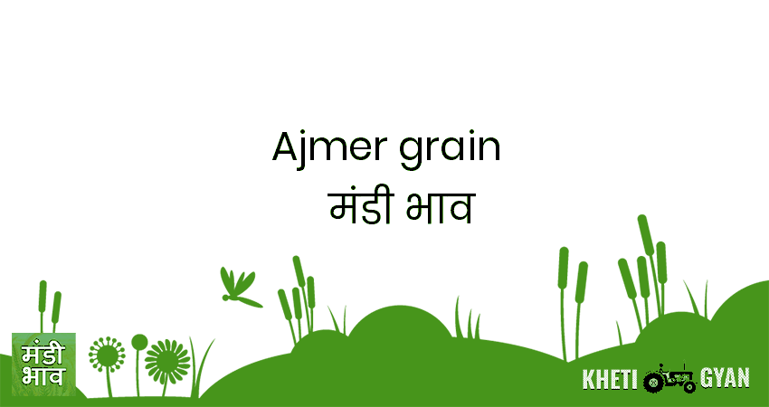 Ajmer (Grain) मंडी भाव की ताज़ा तस्वीर